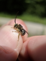 Melissodes illatus