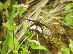 Eresia datis moesta