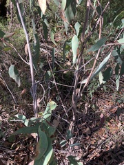 Eucalyptus multicaulis