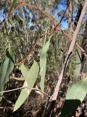 Eucalyptus multicaulis