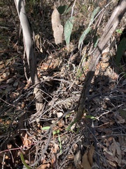 Eucalyptus multicaulis