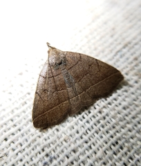 Zanclognatha obscuripennis