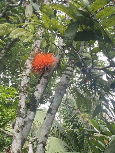 Brownea macrophylla - Whole tree