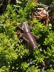 Anabrus simplex