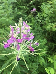 Chamaenerion angustifolium