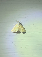 Xanthophysa psychicalis