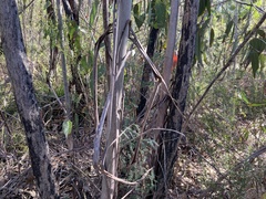 Eucalyptus multicaulis