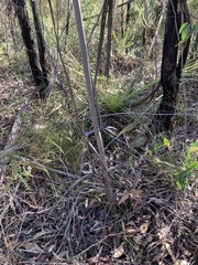 Eucalyptus multicaulis