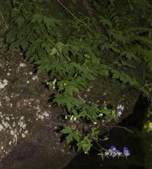 Aconitum noveboracense