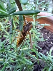 Chiromyzinae