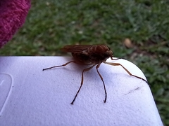 Chiromyzinae