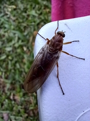 Chiromyzinae