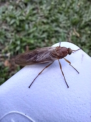 Chiromyzinae