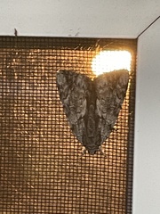 Catocala insolabilis