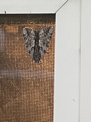 Catocala insolabilis