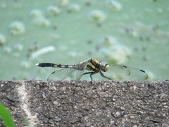 Orthetrum albistylum speciosum