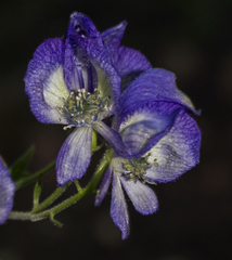 Aconitum noveboracense