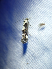 Mompha conturbatella