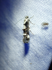 Mompha conturbatella