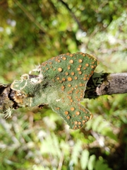 Sticta humboldtii