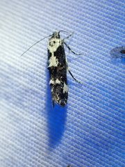 Mompha conturbatella