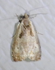 Olethreutes punctanum