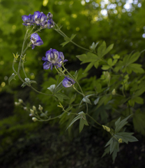 Aconitum noveboracense