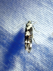 Mompha conturbatella