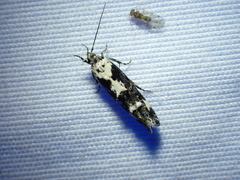 Mompha conturbatella