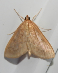 Framinghamia helvalis
