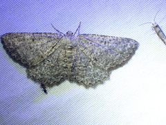 Hesperumia latipennis