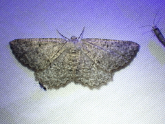 Hesperumia latipennis