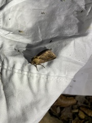 Bellura densa