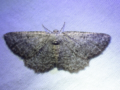 Hesperumia latipennis
