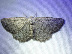 Hesperumia latipennis