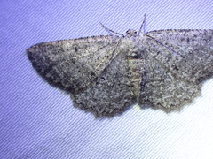 Hesperumia latipennis