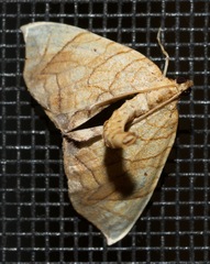 Eulithis gracilineata