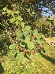 Amelanchier alnifolia