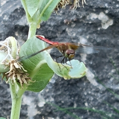 Sympetrum semicinctum