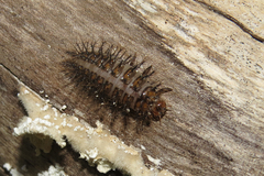 Aegithus clavicornis