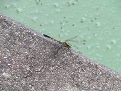 Orthetrum albistylum speciosum
