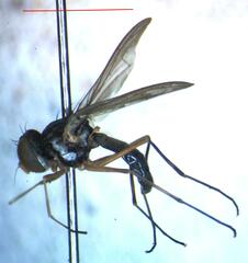 Tanypezidae