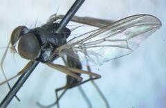 Tanypezidae