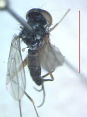 Tanypezidae