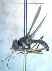 Tanypezidae