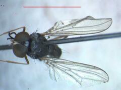 Tanypezidae