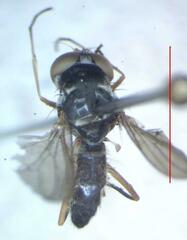 Tanypezidae