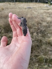 Strophurus williamsi