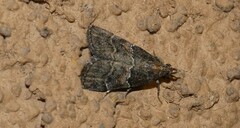 Satole ligniperdalis