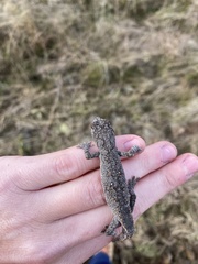 Strophurus williamsi